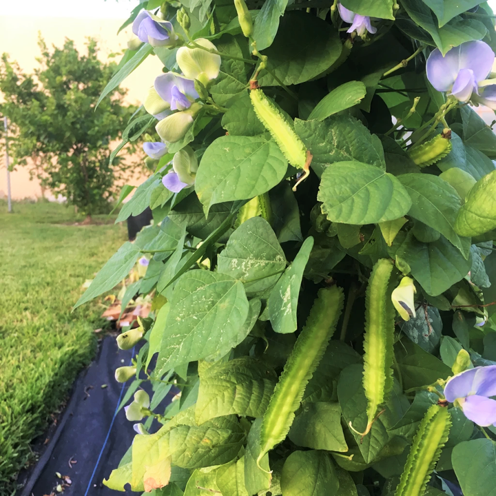 winged bean plant in pot Winged Bean