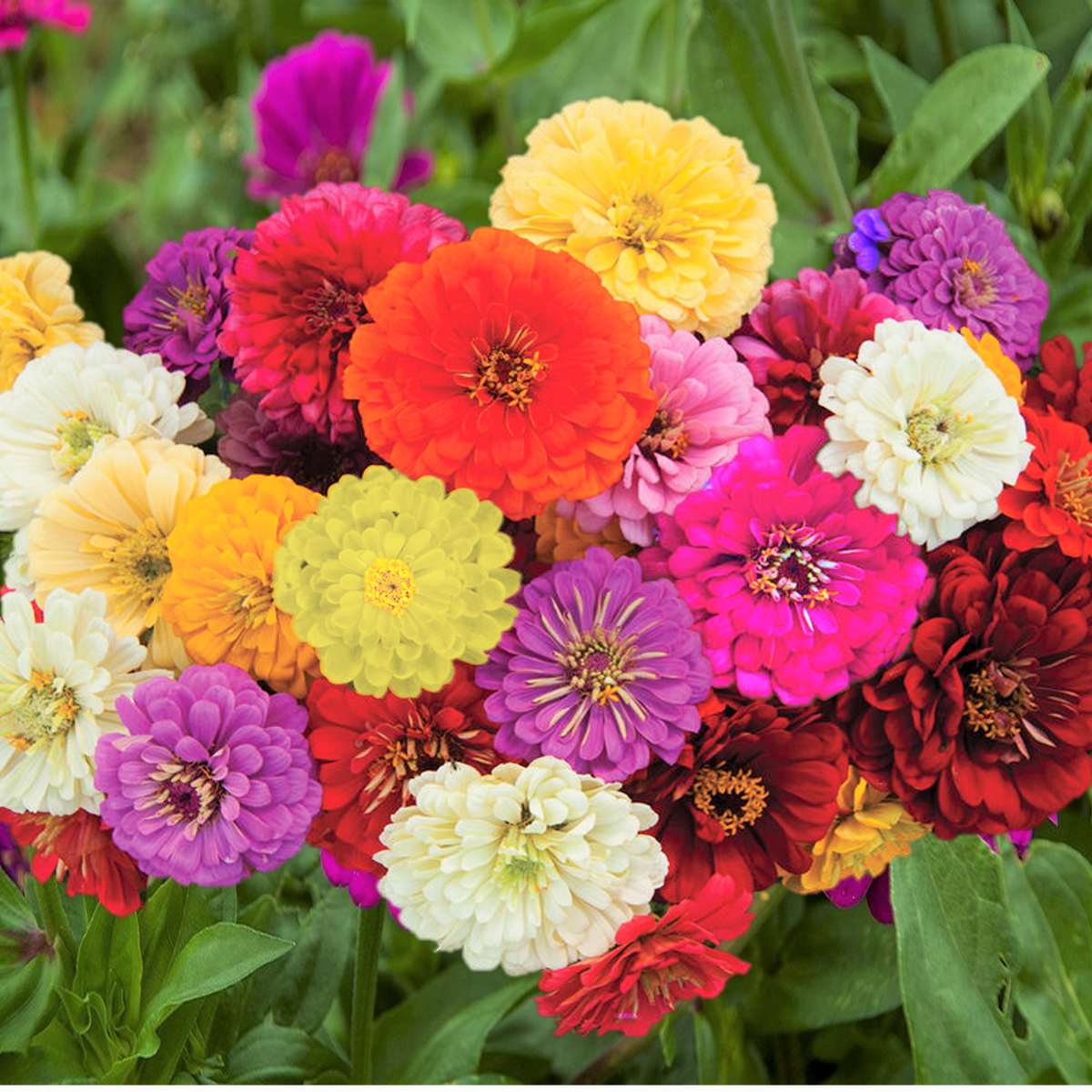 zinnia dahlia seeds planting Dahlia Flowered Mix Zinnia Seeds - For 2026 Planting Zinnia Elegans