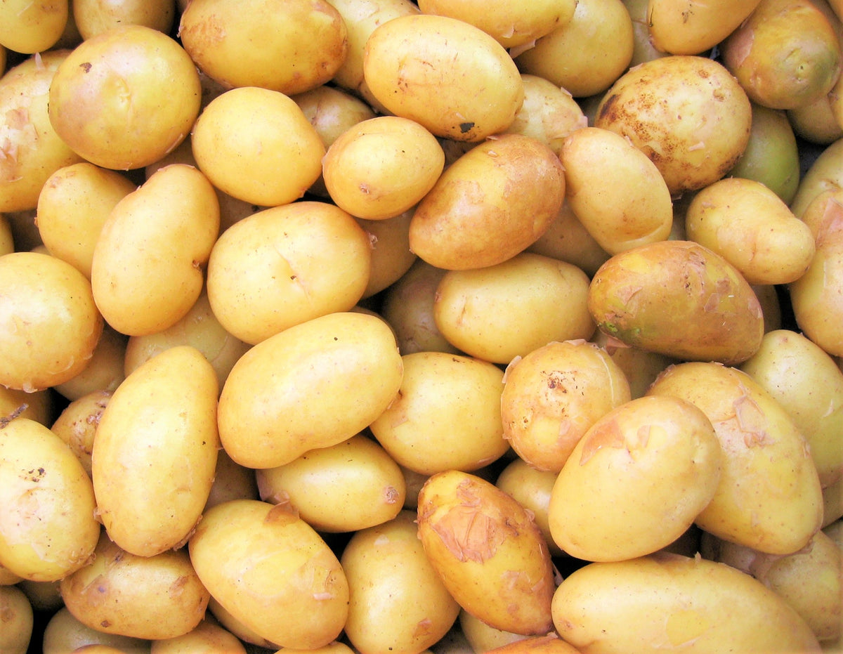 Kennebec Potatoes Information and Facts