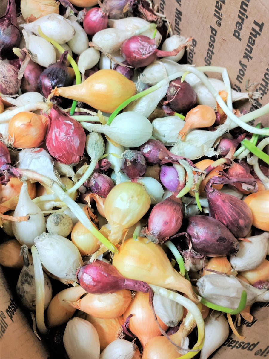 3 Colors Mixed Onion Sets (Bulbs) Yellow, Red, White For Planting