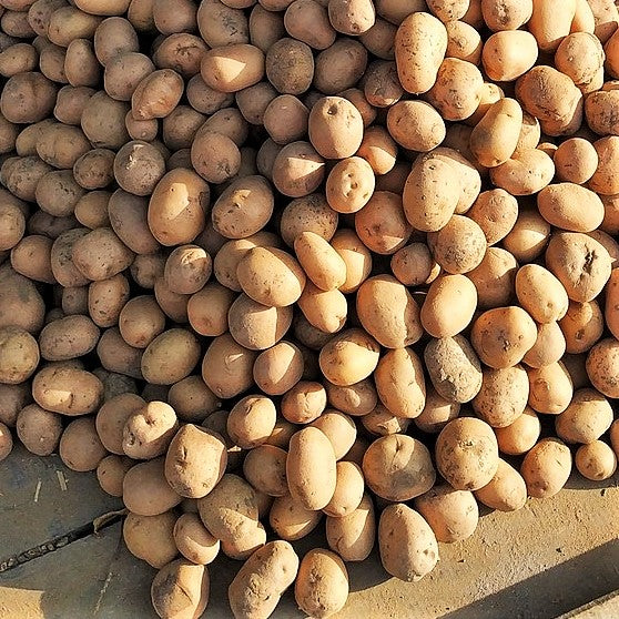 Russet Seed Potatoes USDA Certified For Growers Brown Skin Baking