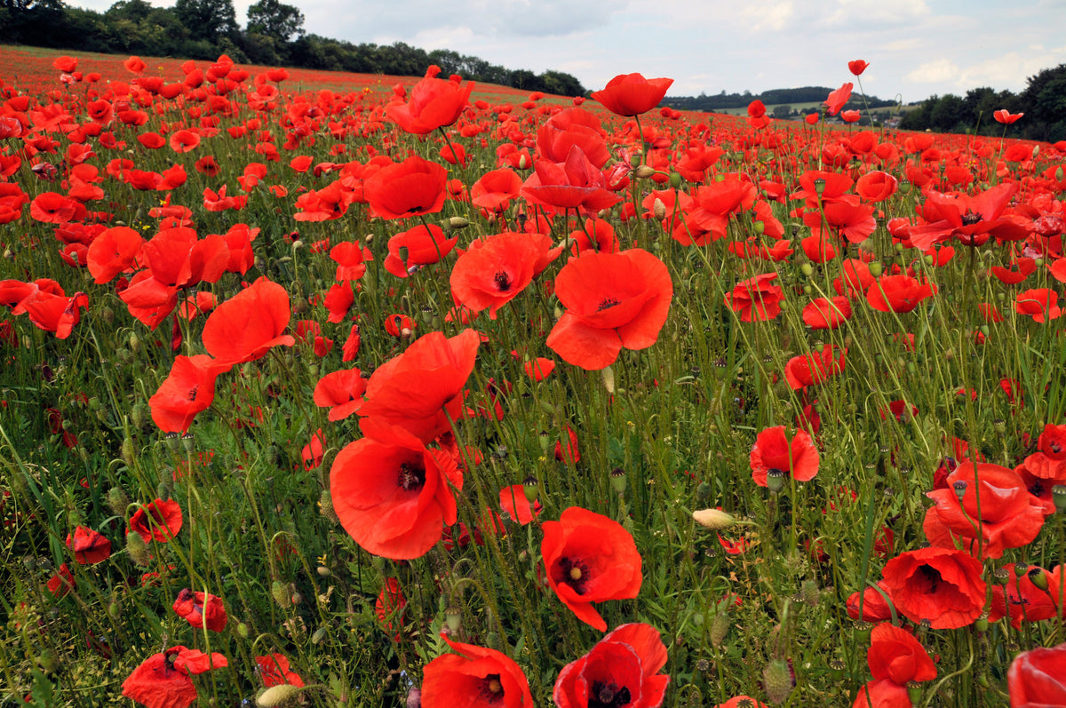 Poppy, American Legion Red – Nichols Garden Nursery