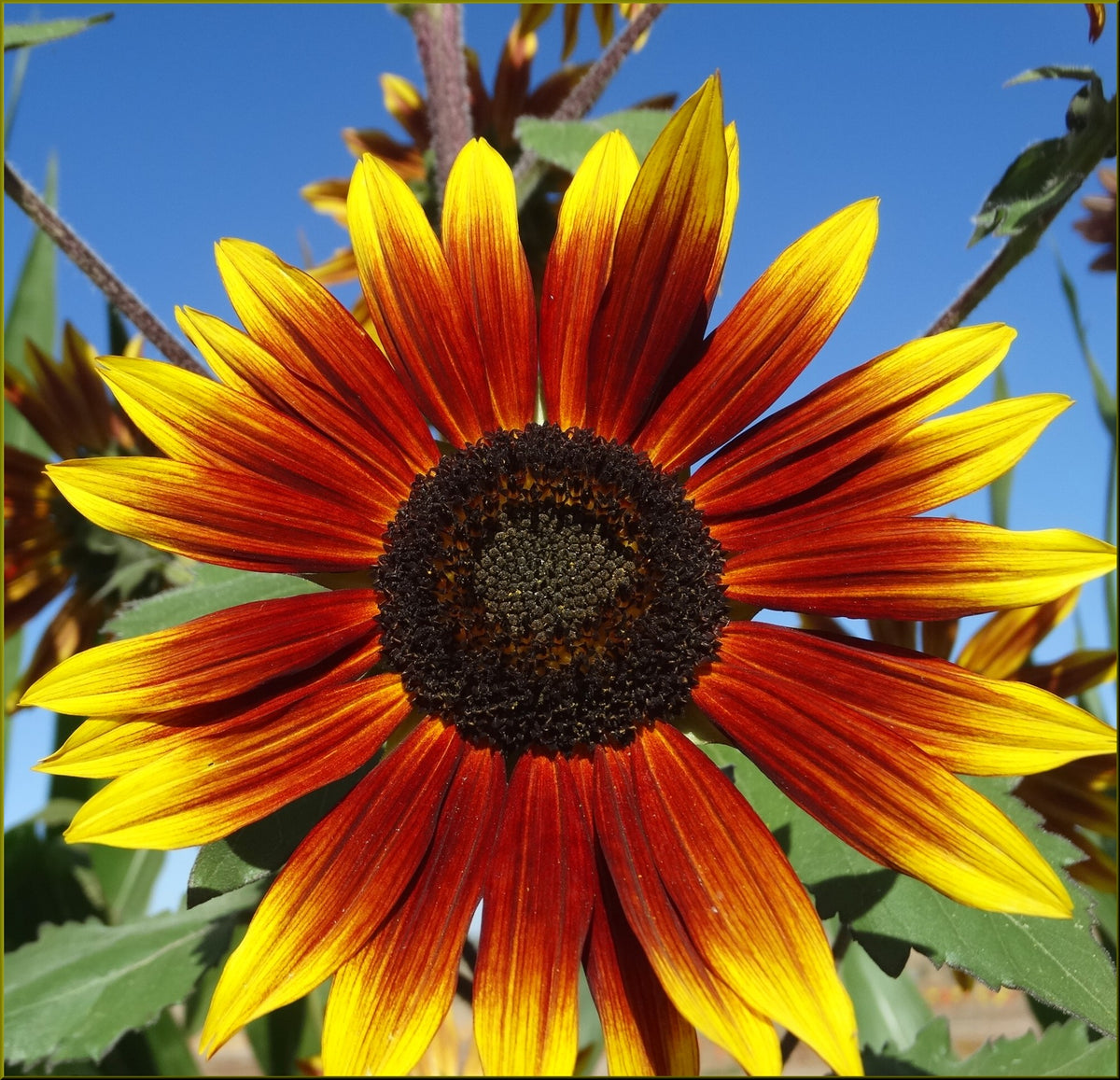 Sunflower, Autumn Beauty Mixed Colors Annual Flower Seeds – Ferry