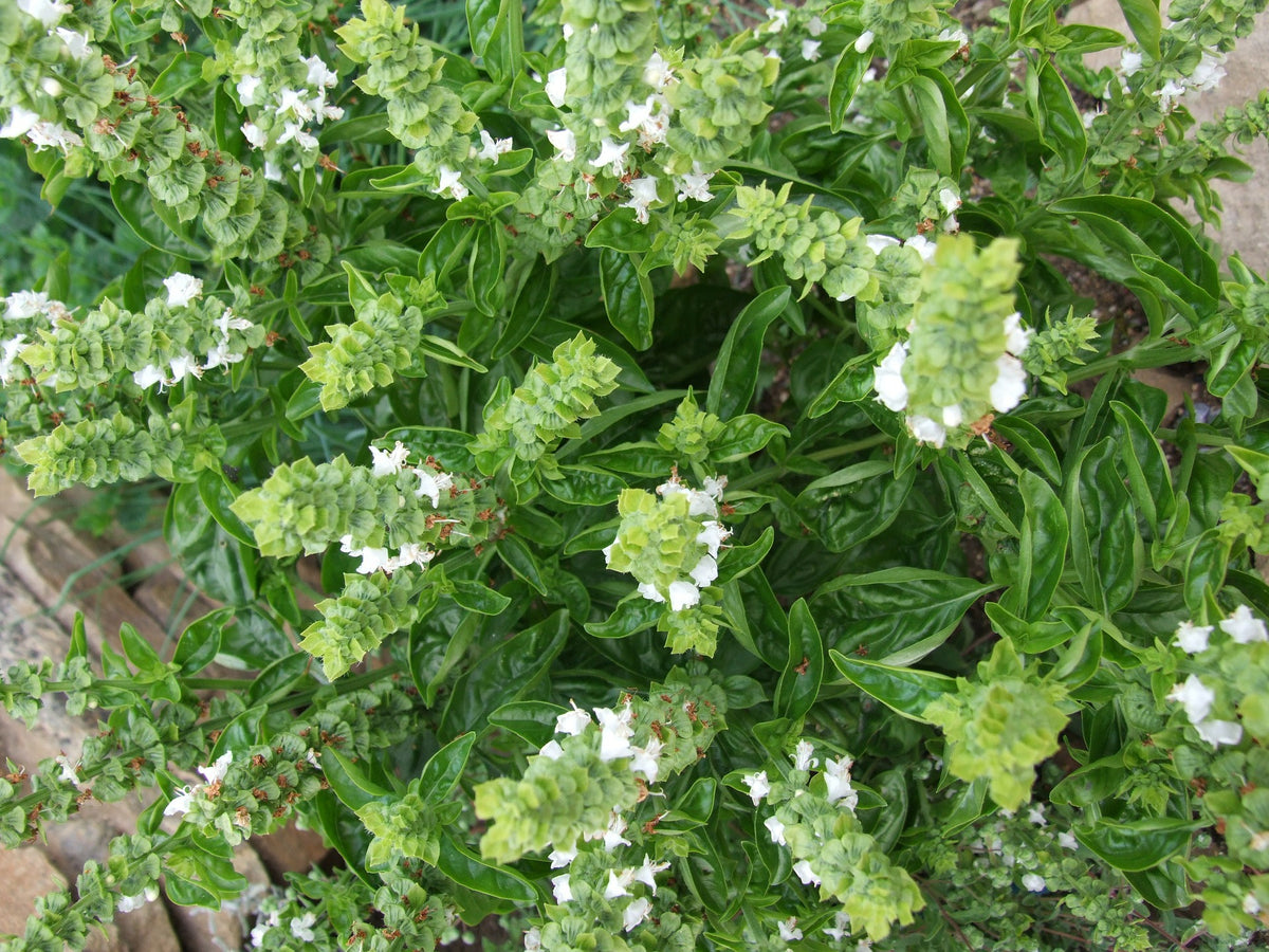 Lime Basil Seeds Ocimum Americanum Kemangi Bai Manglak Maenglak