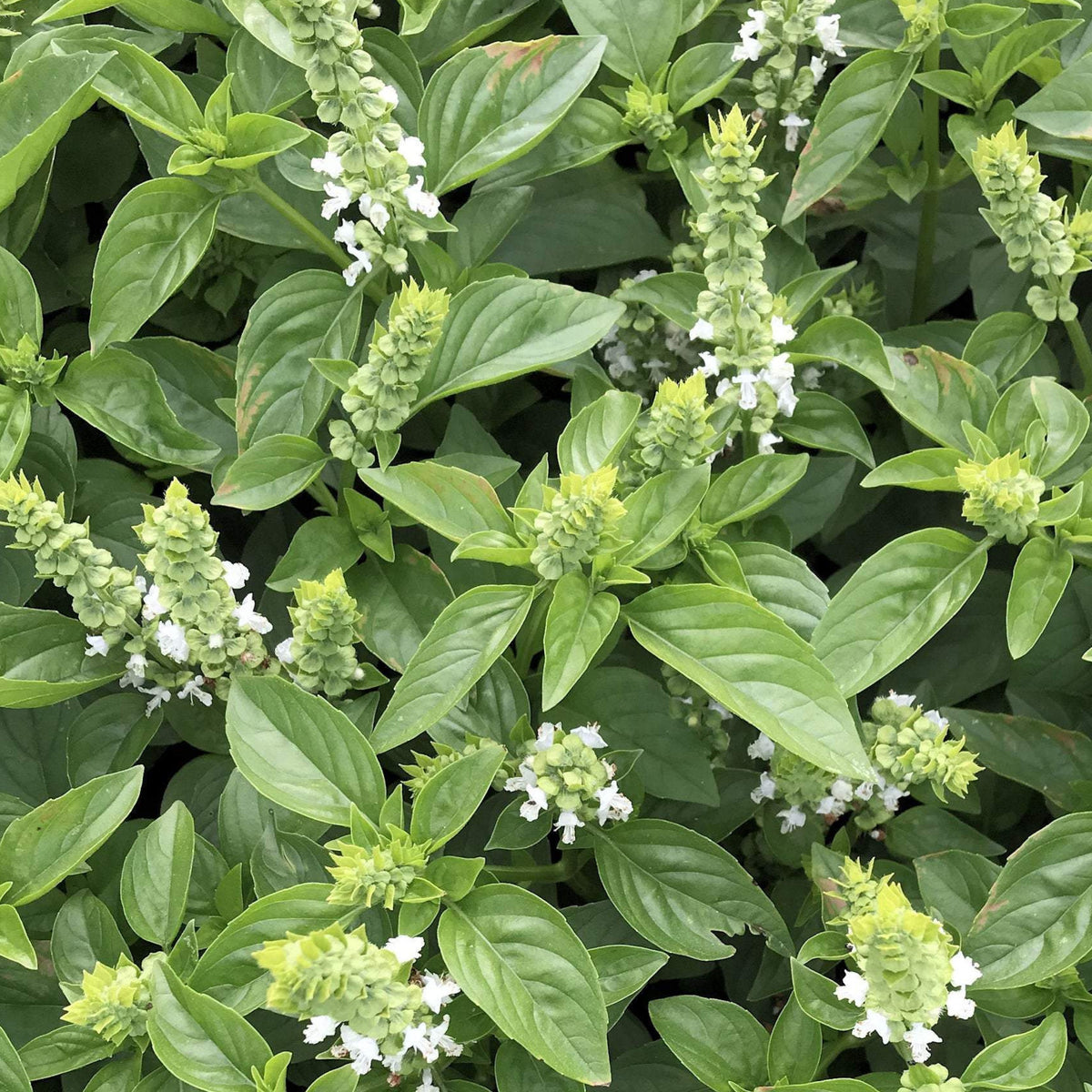 Lime Basil Seeds Ocimum Americanum Kemangi Bai Manglak Maenglak