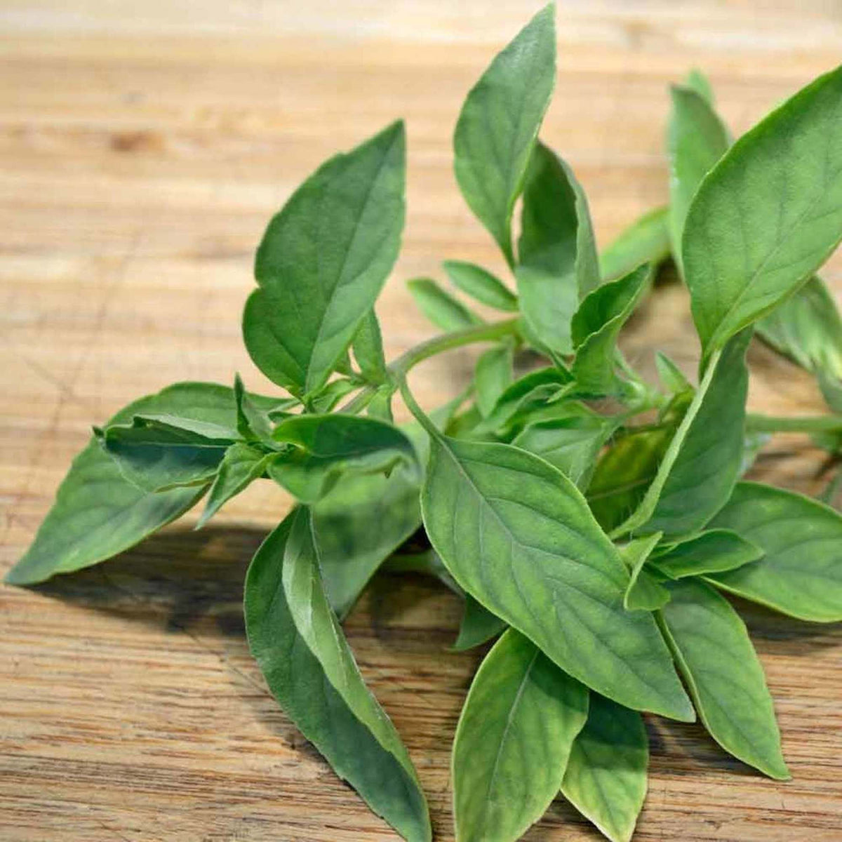 Lime Basil Seeds Ocimum Americanum Kemangi Bai Manglak Maenglak