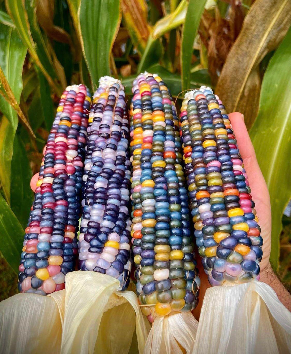 TomorrowSeeds - Rainbow Ornamental Corn Seeds - 30+ Count Packet - for 2024  Indian Maize Native American Autumn Flint Calico Popcorn Glass Gem