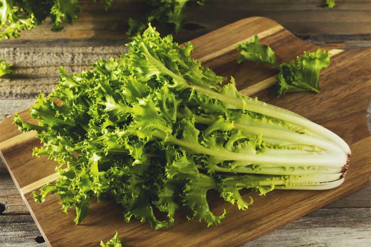 Green Curled Ruffec Endive Seeds Vegetable Frisee Lettuce Escarole