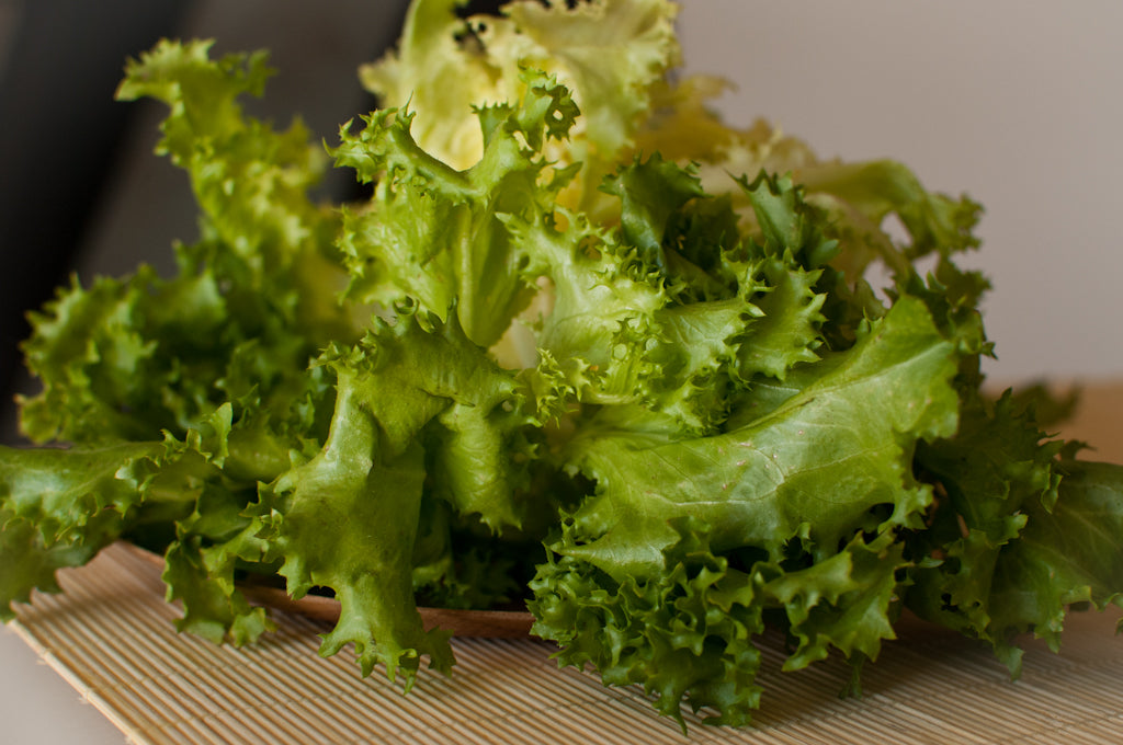 Broadleaf Batavian Endive Seeds Escarole Curly Crisp Chicory Broad