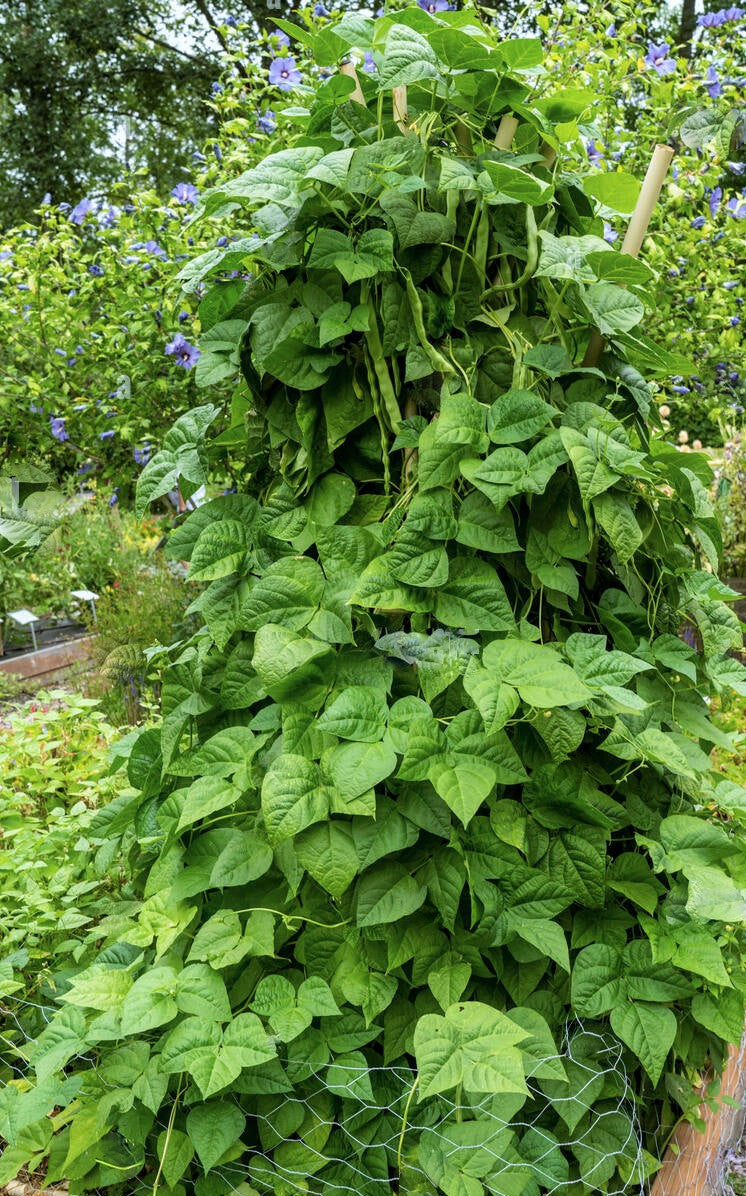 Qing Bian Romano Pole Bean Seeds Non GMO Stringless Green Flat Beans