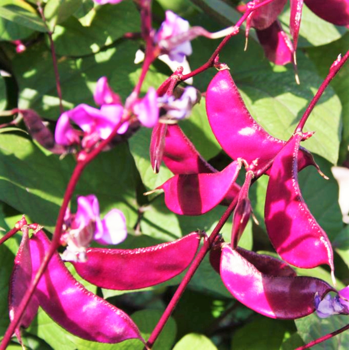 Hyacinth Bean Seeds Lablab Purpureus Edible Beans Twining