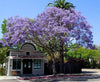 Jacaranda Purple Tree