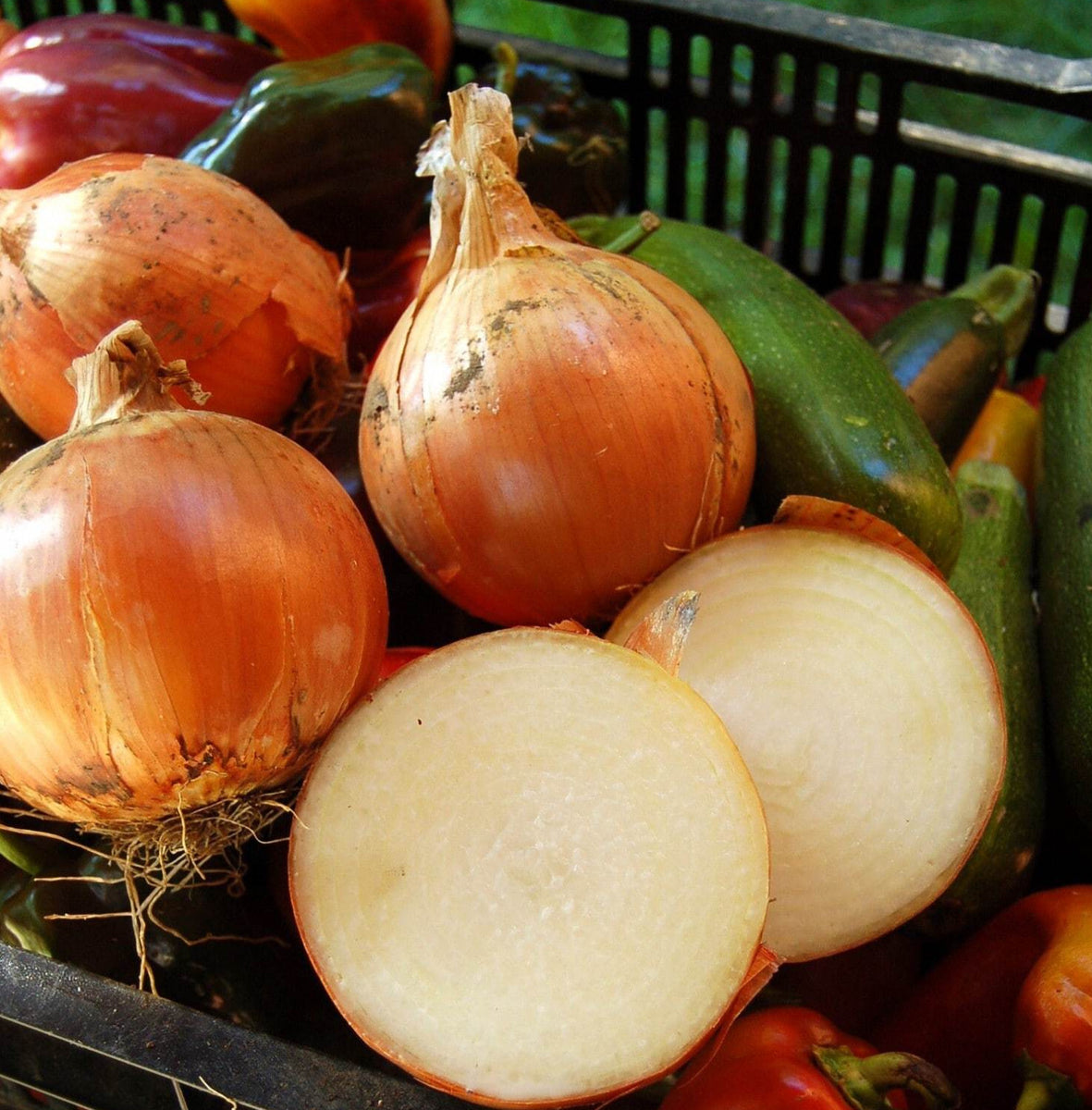 Vidalia Sweet Onion Blossom Kit