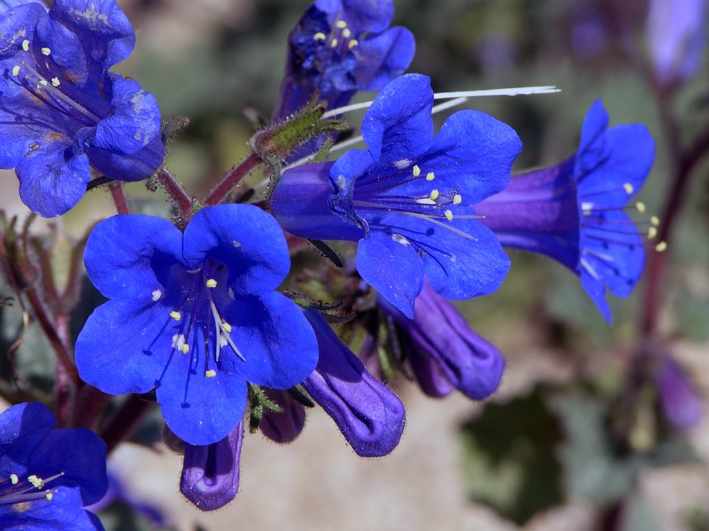 California Bluebell Seeds, Phacelia Campanularia Desert Blue Bell  Scorpionweed Canturbury Bells Flower Seed For 2024 Fast Shipping