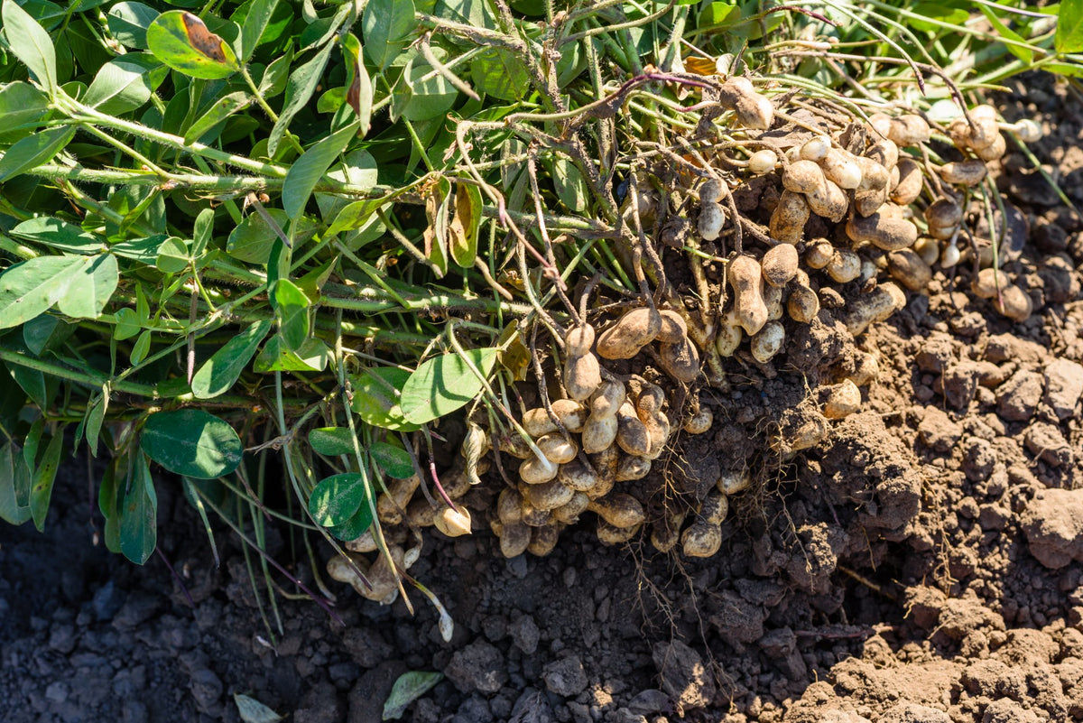 Peanut - Arachis hypogaea: Plant, Grow, Use, & Save Seed – Great