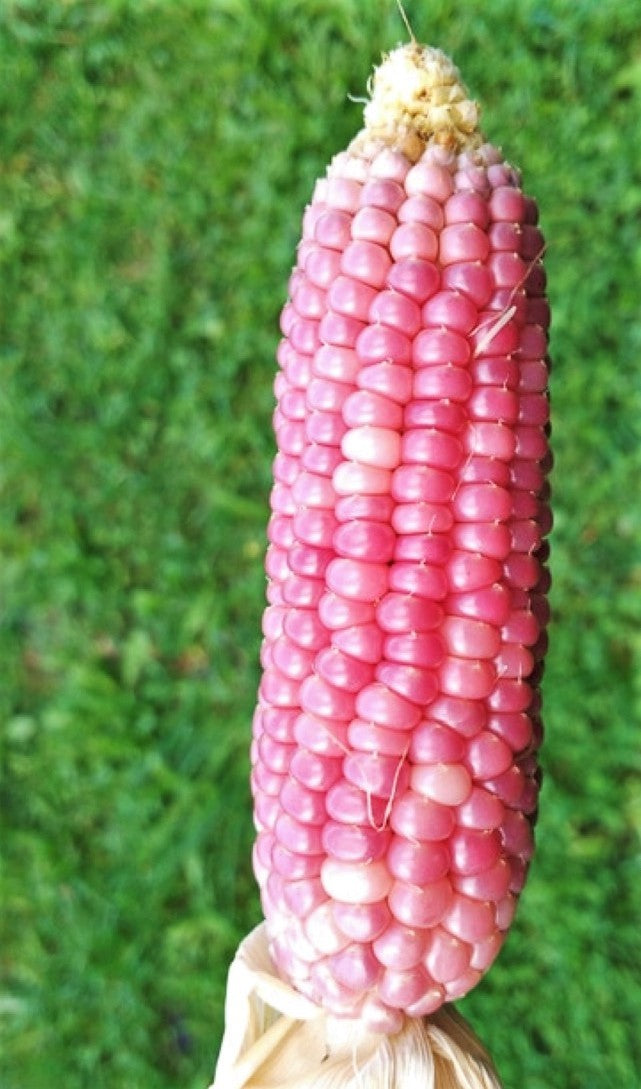 Corn Flakes – Pink Dot