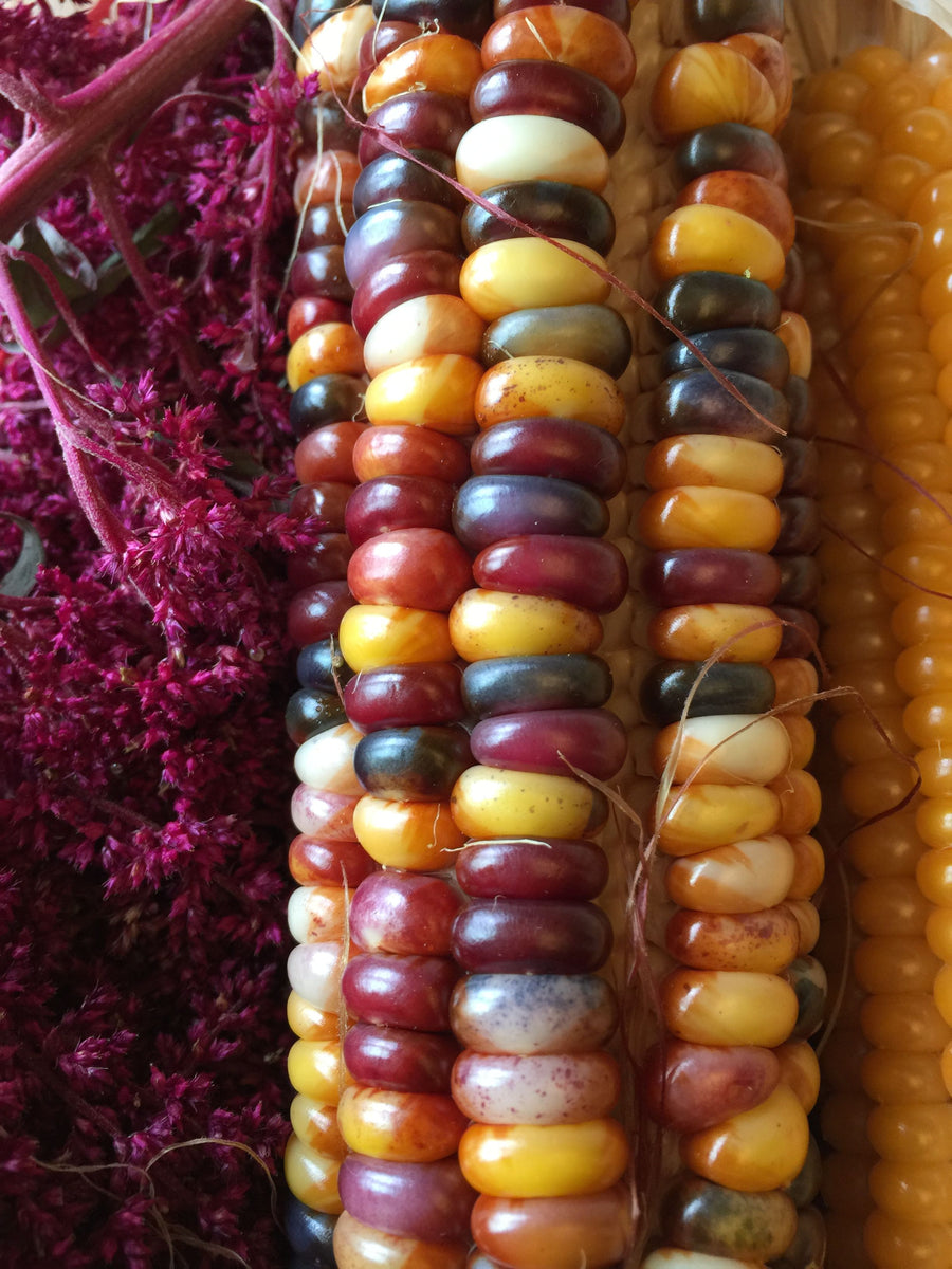 Rainbow Indian Corn Seeds, Ornamental Maize Native American Flint Calico  Corn Popcorn Untreated Vegetable Seed for 2024 Fast Shipping