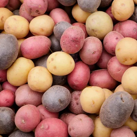 3 Colors Mix Seed Potatoes