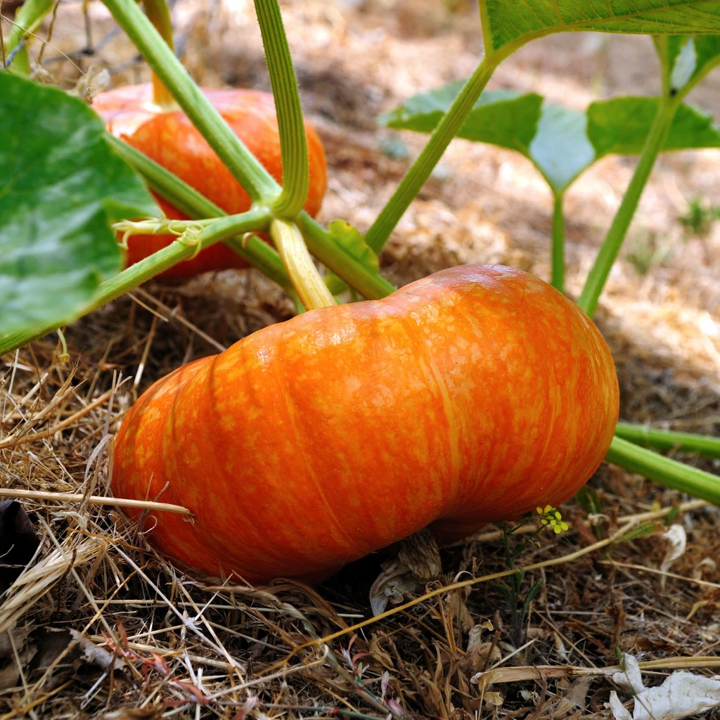 Cinderella Pumpkin Seeds 10 Count - Canada