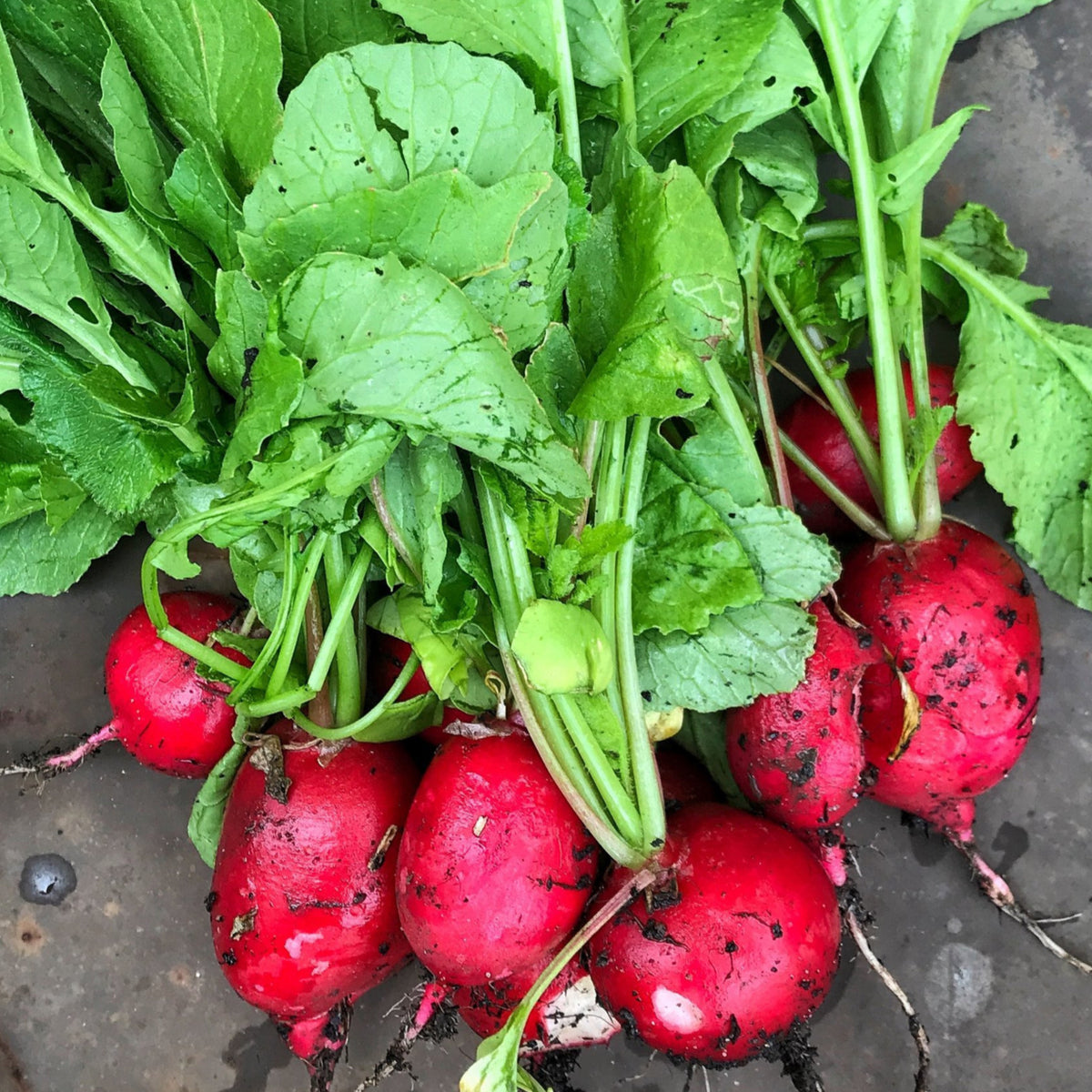 German Giant Radish Seeds Large Red Globe Radishes Big Crimson Non