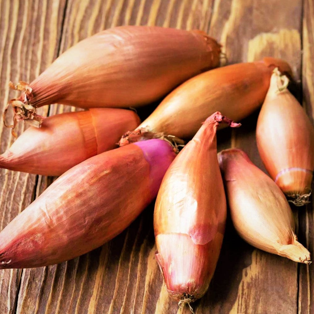 Monique French Pink Shallot Sets Bulbs Semi Long Red -  Portugal