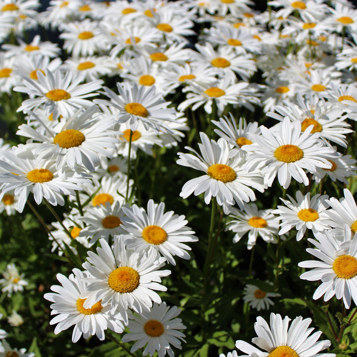 We're Crazy About Growing Daisies From Seed! – Seed Needs LLC