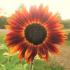 Evening Sun Sunflower