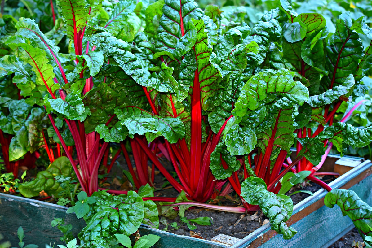 Organic Non-GMO Ruby/Rhubarb Red Chard