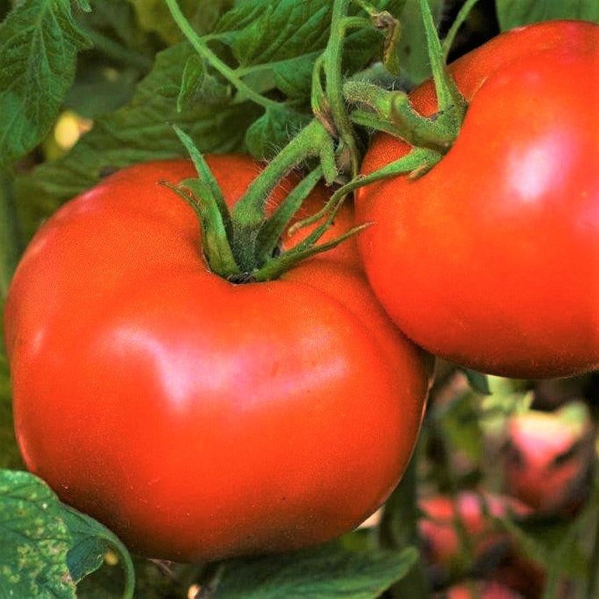 Rutgers Tomato Seeds The New Jersey Tomato Best Flavor High Acid And