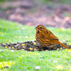 Wild Birdseed Mix