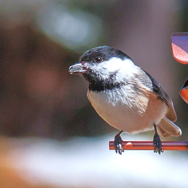 Wild Birdseed Mix