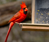 Wild Birdseed Mix