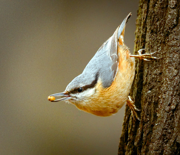 Wild Birdseed Mix