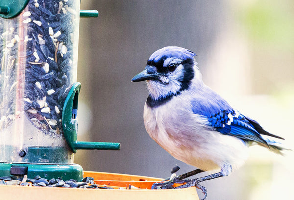 Wild Birdseed Mix