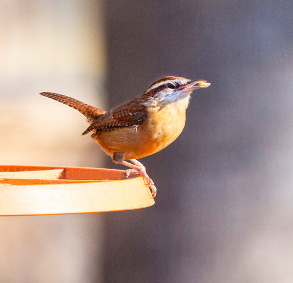 Wild Birdseed Mix