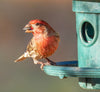 Wild Birdseed Mix