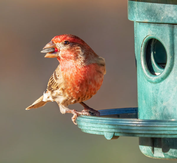 Wild Birdseed Mix