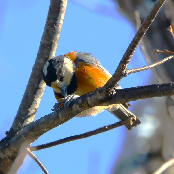 Wild Birdseed Mix