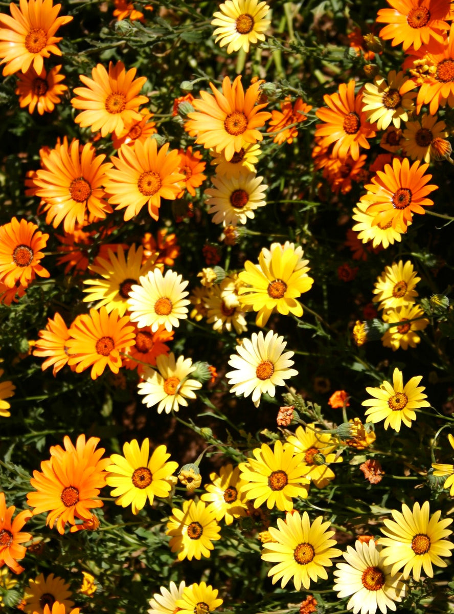 Dimorphotheca Seeds For Sale 100+ African Daisy Flower Seeds, Dimorphotheca Sinuata, Non ...