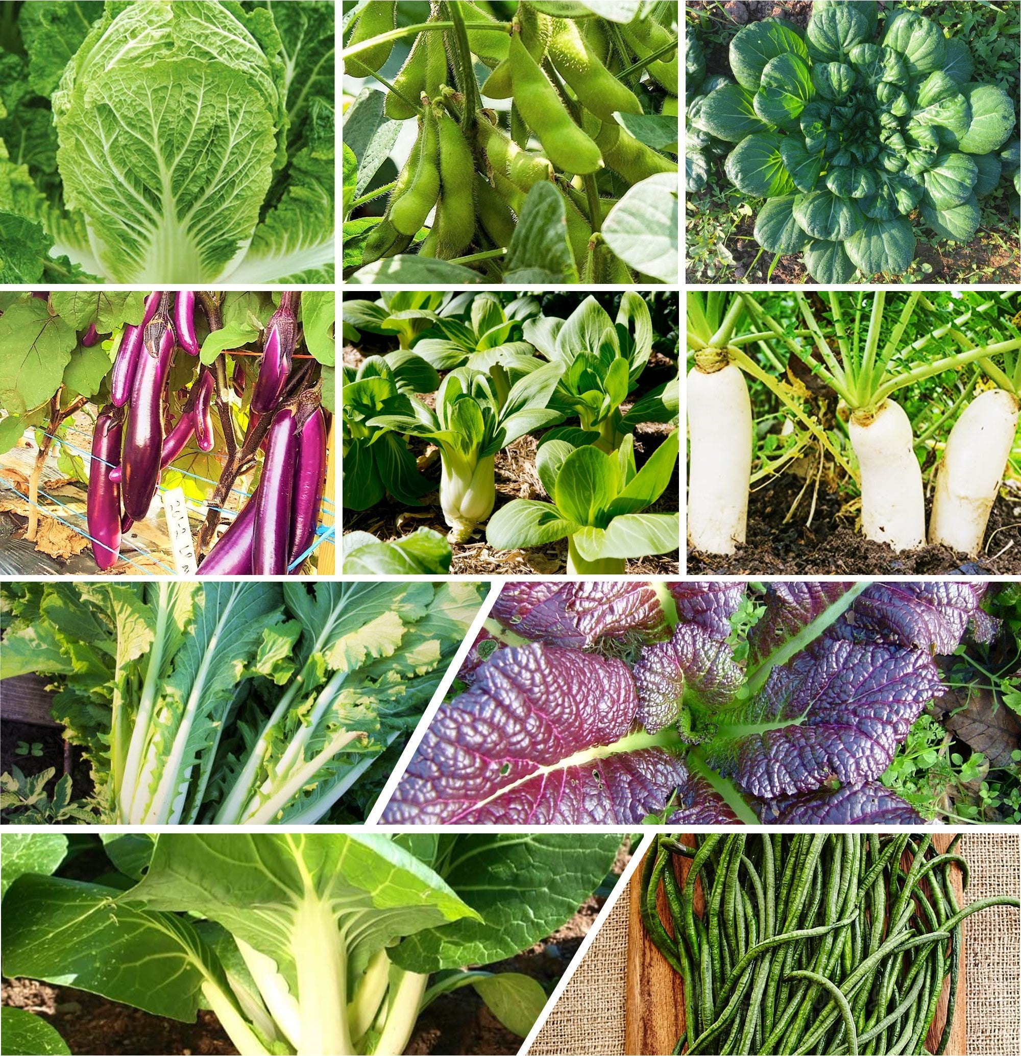 vegetable seeds & plants 10 Asian Vegetable Seeds Mix Seeds - For 2026 Planting Non-GMO
