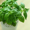 Genovese Basil