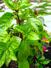 Cinnamon Basil