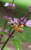 Cinnamon Basil