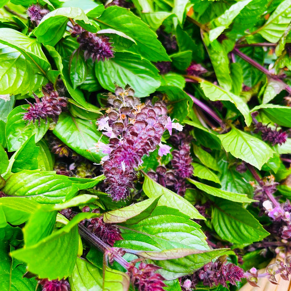 Cinnamon Basil Seeds - For 2026 Planting Mexican Spice Fragrant Sweet