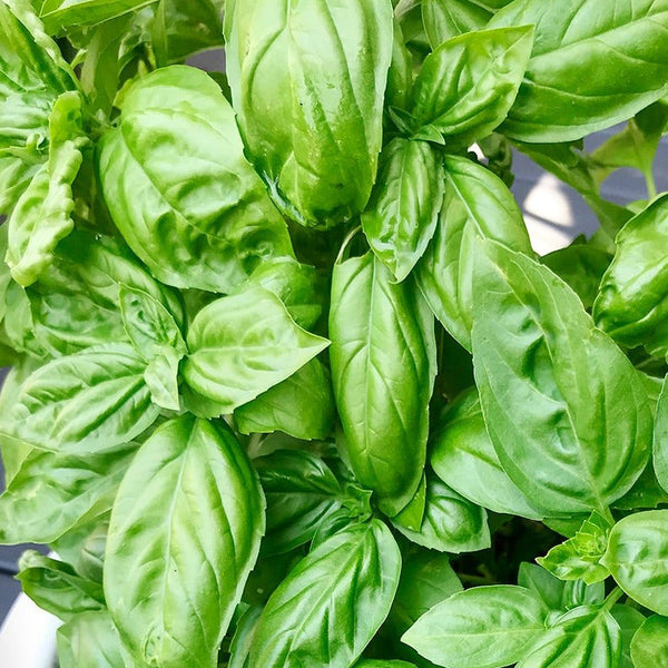 Genovese Basil