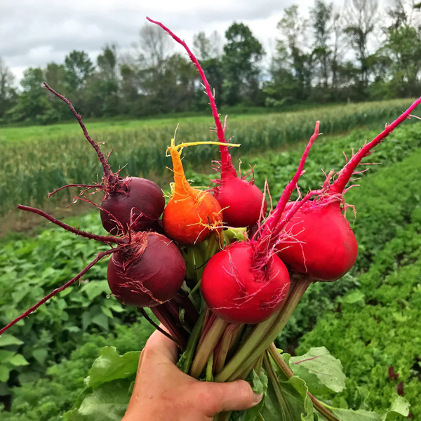 Beet Multi Rainbow Mix Beet Seeds | 5 Species Blend Mixed Colors Beet Turnip ...