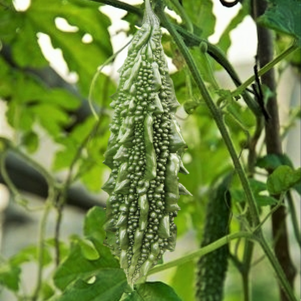Black Pearl Bitter Melon Seeds - For 2026 Planting Indian Bitter Gourd