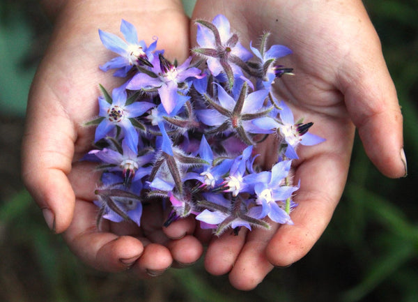 Borage
