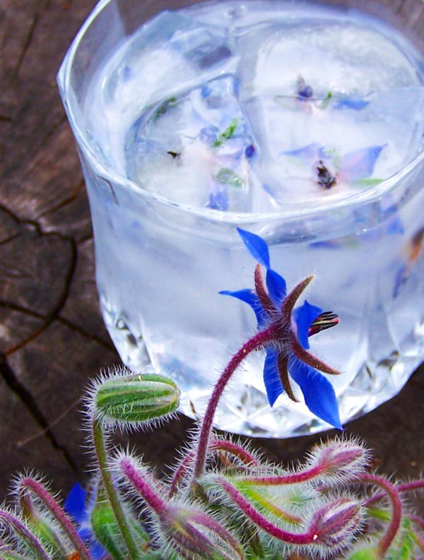 Borage