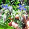 Borage